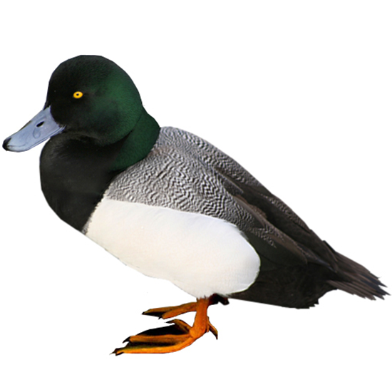 Blue-billed Greater Scaup Duck